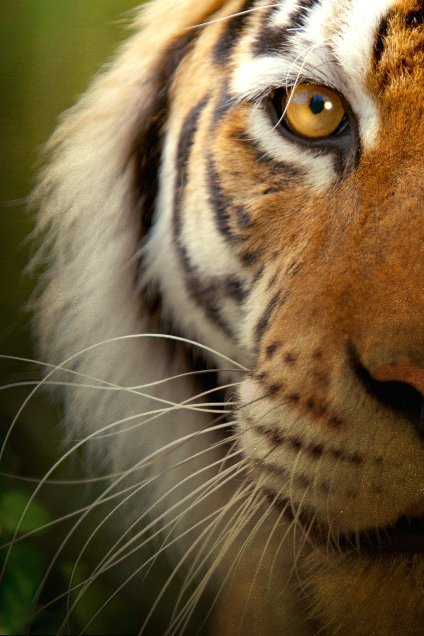 Big Cats [94380] (A1772455822) [[TV Programmes]] --Plex--